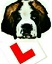 Top Dog Driving School Telford